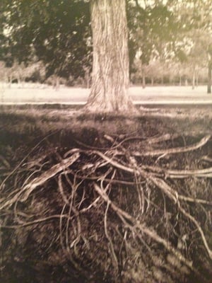 Roots